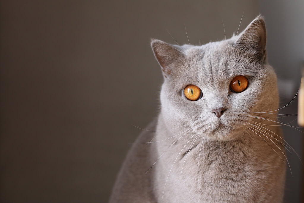 За время существования сообщество помогло многим животным – коты и кошки, оказавшиеся в самых тяжелых ситуациях, попавшие под 10-тонную тележку или вырванные из пасти собак, смогли не только выжить, но и найти дом. Кроме этого, волонтеры сообщества работают над созданием приюта для животных в Казани. Фото: Unsplash.com (CC0).